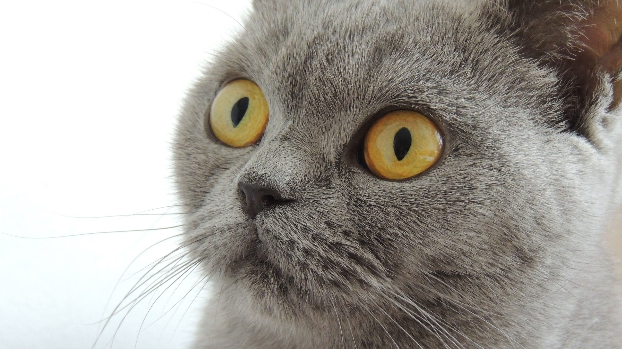 顶级攻防表演：本季最精彩的防守和进攻瞬间，攻防公式