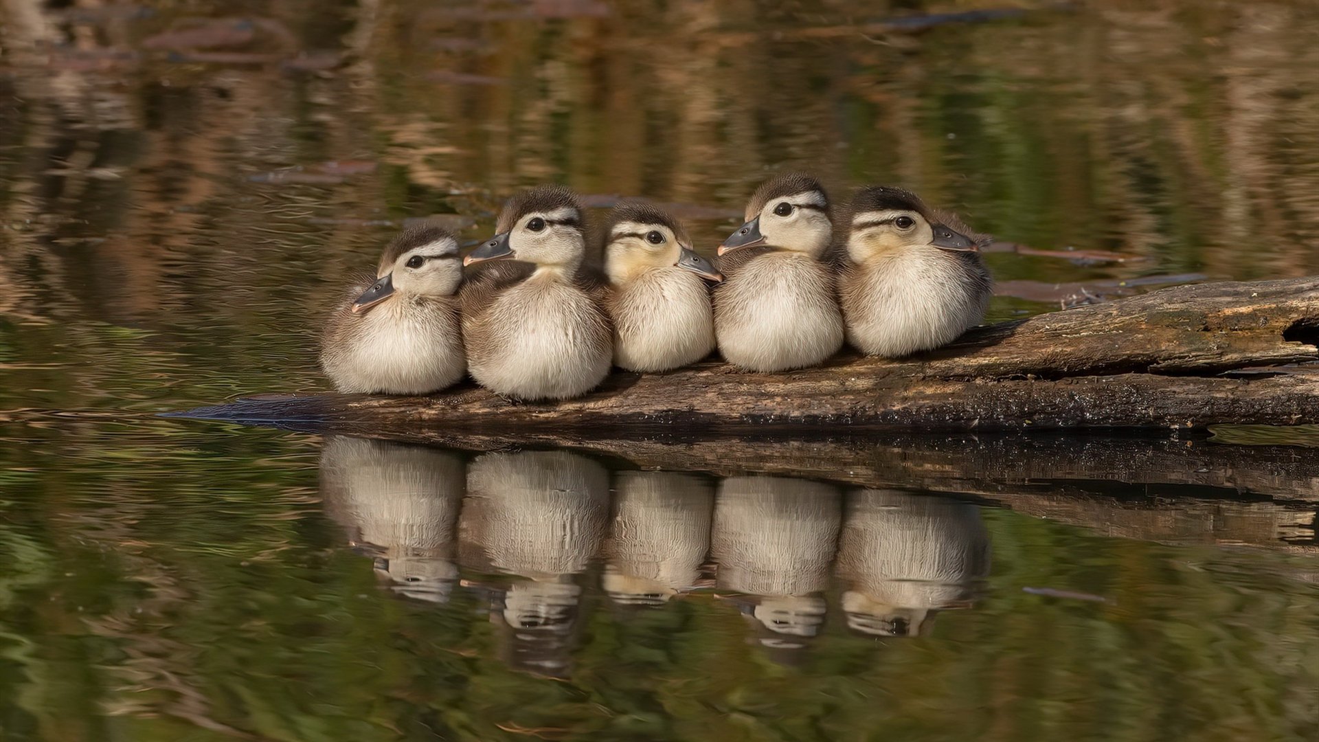 蒙彼利埃中后场联动提升整体强度，蒙彼利埃队
