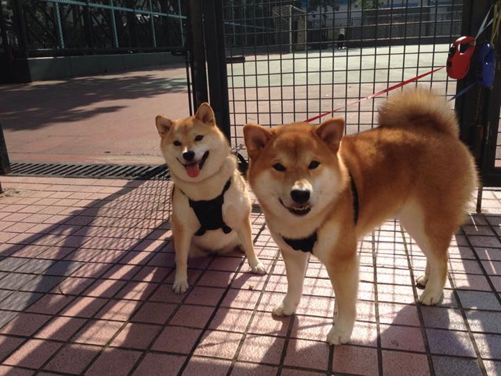 青训体系建设助推未来体育人才，青训理念