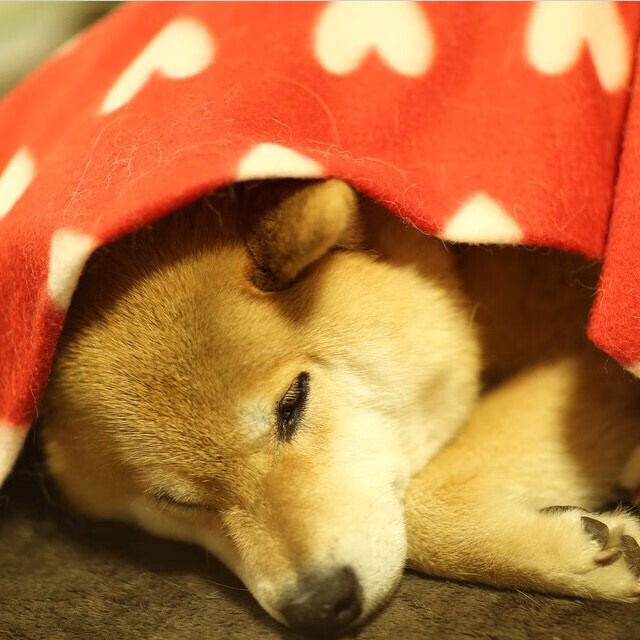 中国足球青训基地训练环境持续优化，全国足球青训机构排名